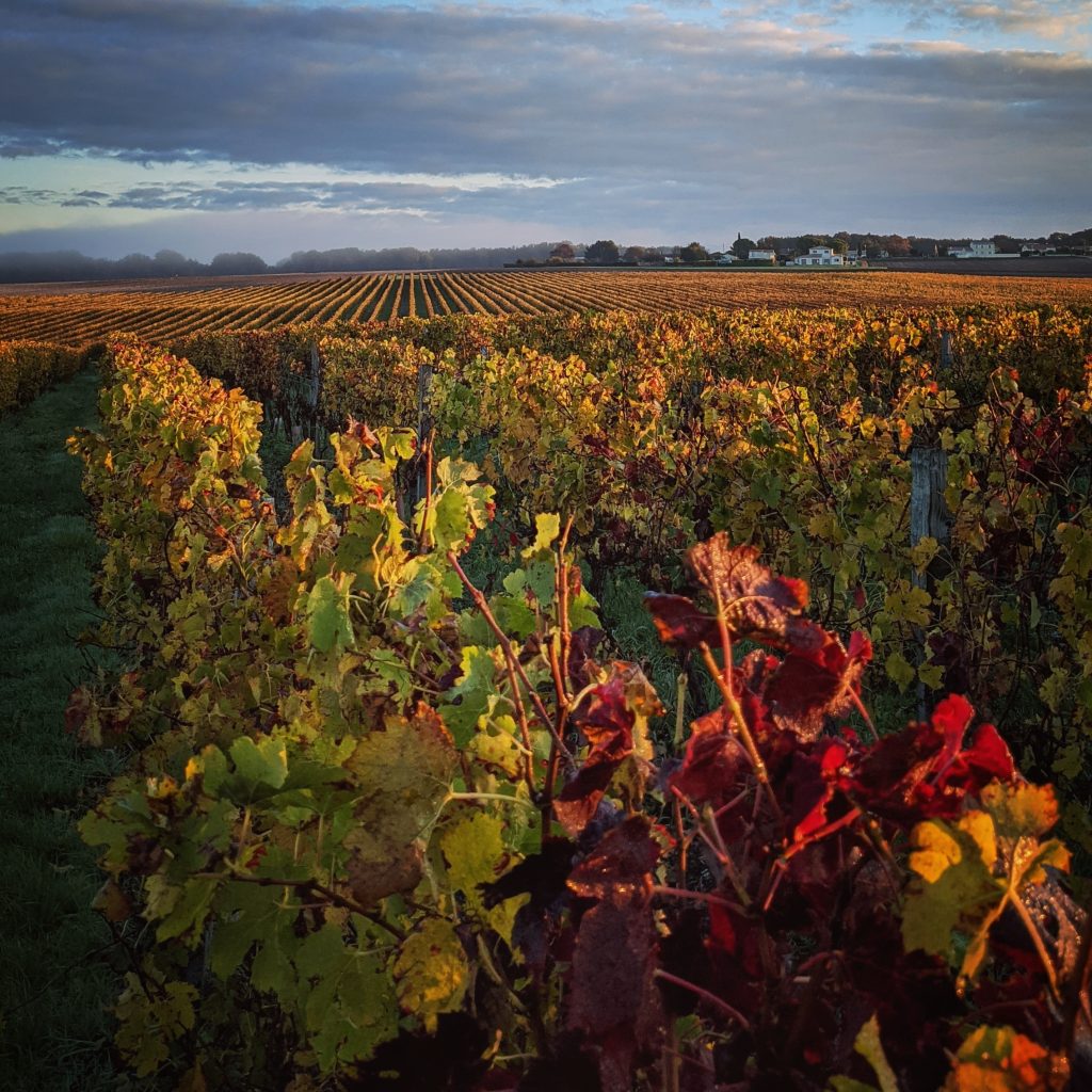 Route du vin Bordeaux