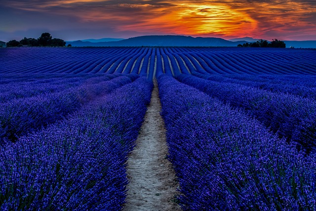 Champs de lavande , Provence 